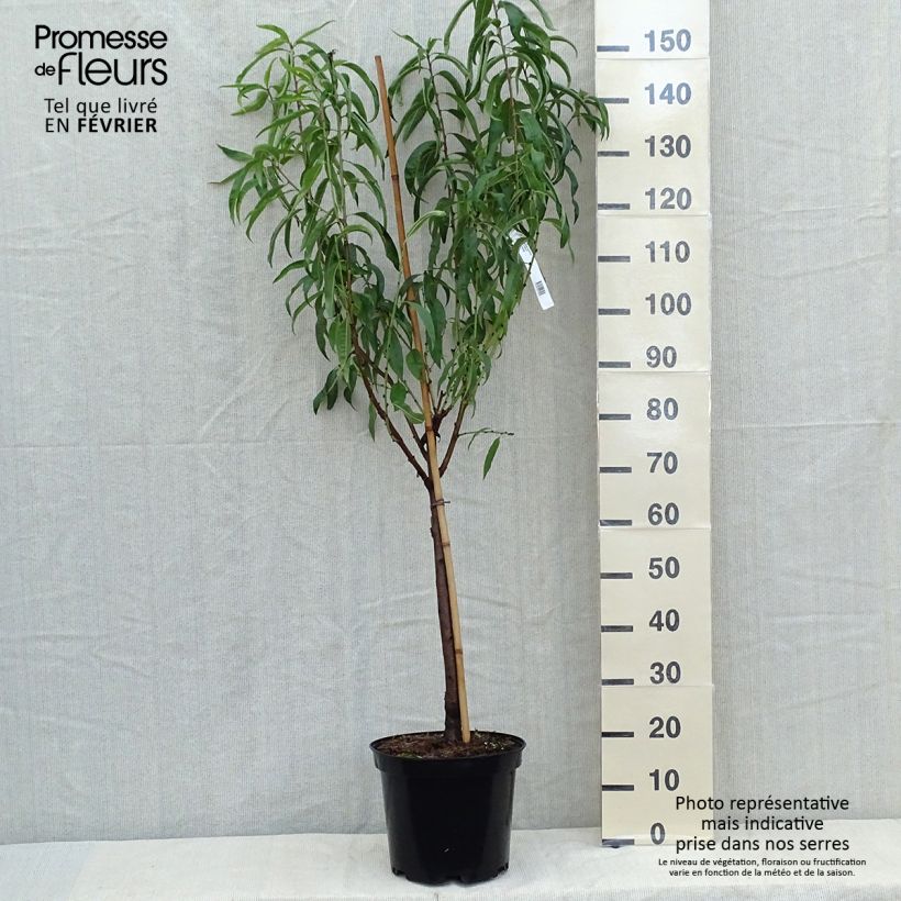 Prunus persica Morton - Nectarine Tree 7.5L/10L pot, Goblet sample as delivered in autumn