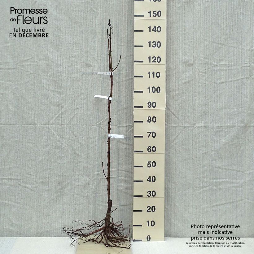 Prunus Nectared - Nectarine Tree sample as delivered in winter