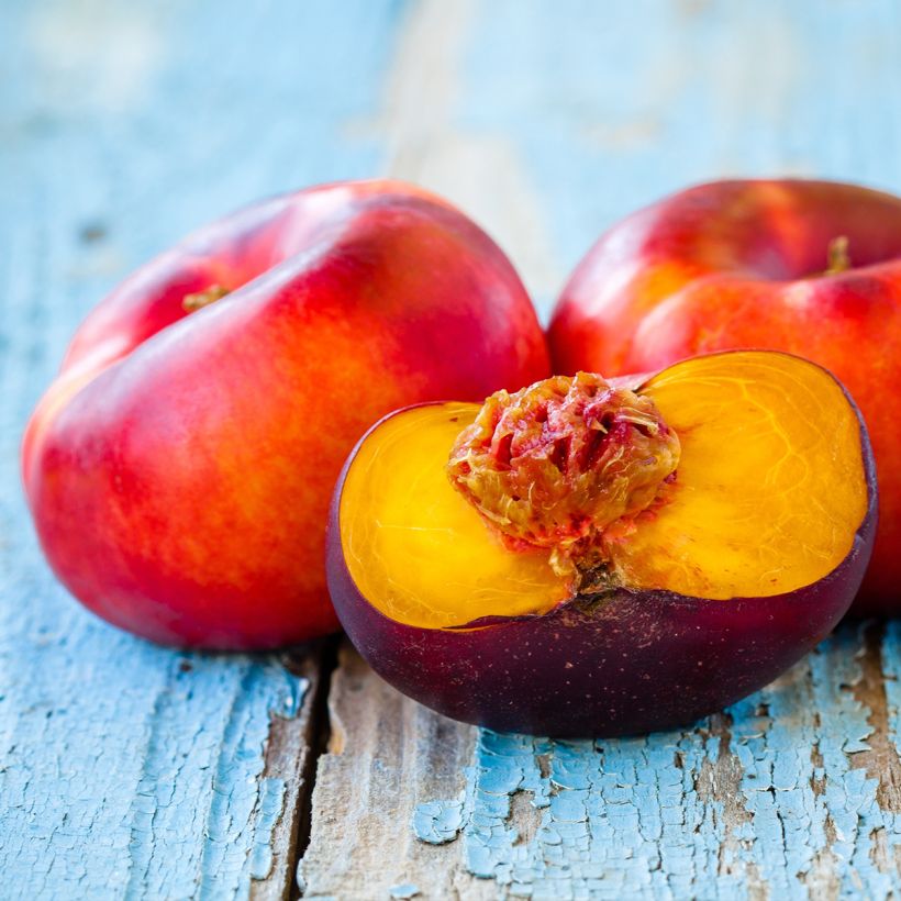 Prunus Flateryna - Flat-fruited nectarine tree (Harvest)