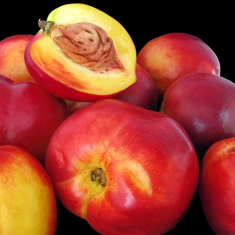 Prunus Flavortop - Nectarine Tree (Harvest)