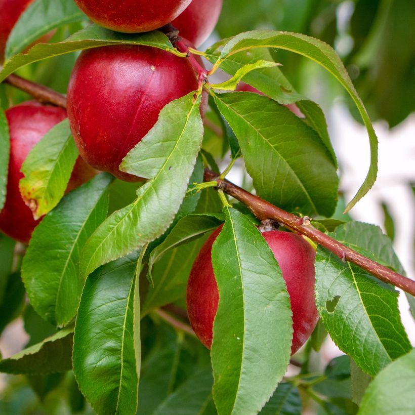 Prunus Nectared - Nectarine Tree (Foliage)