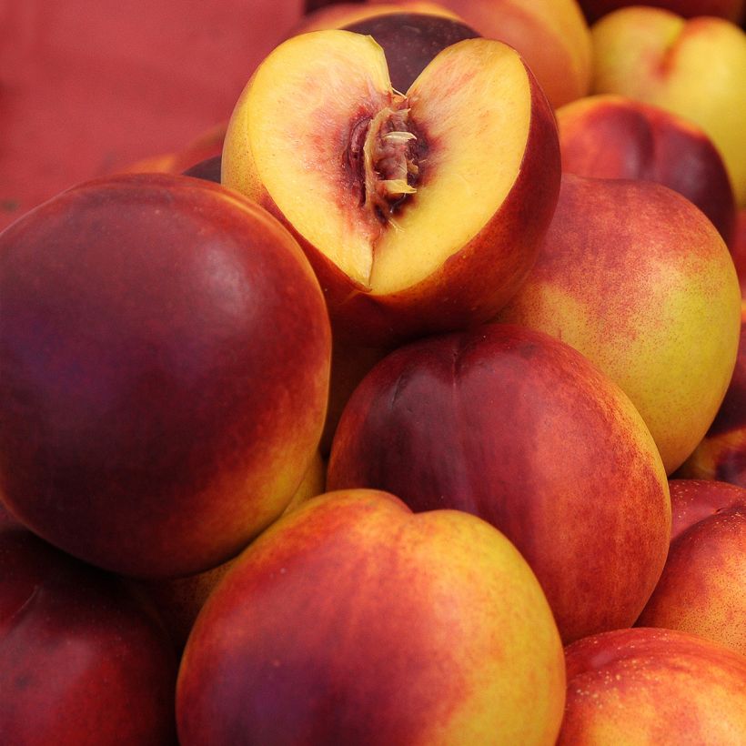 Prunus Nectared - Nectarine Tree (Harvest)