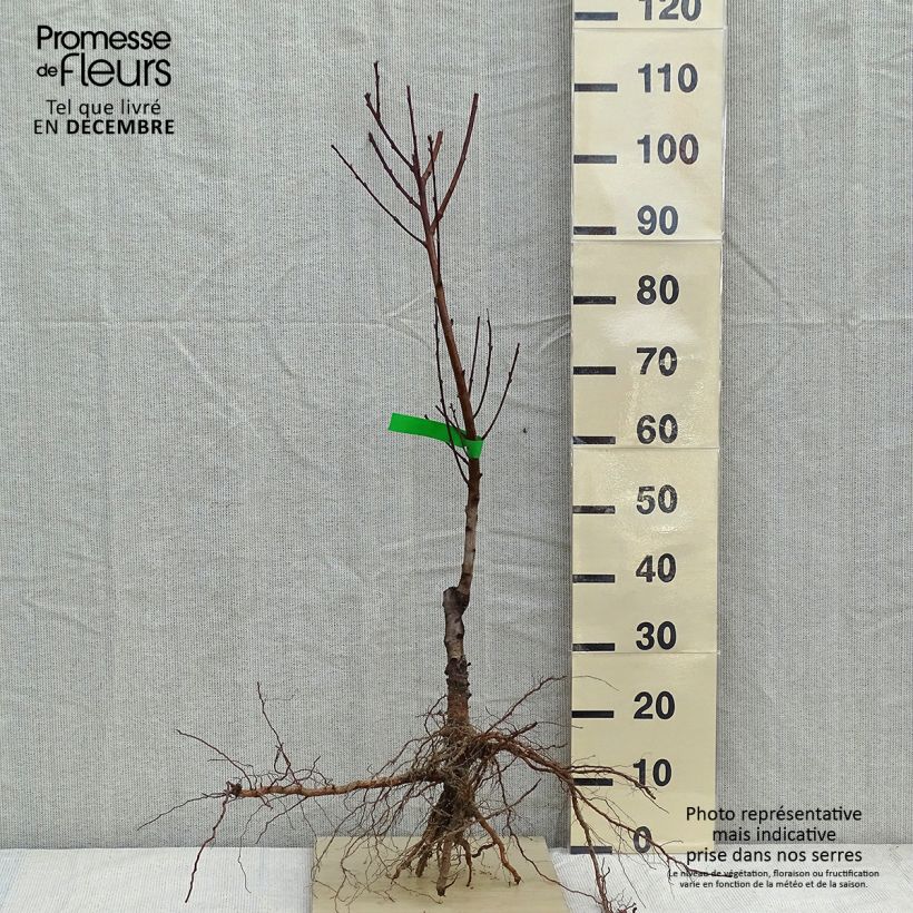 Prunus Nectarose - Nectarine tree Bare root, Scion sample as delivered in winter
