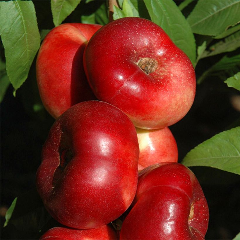 Prunus persica Sauzee King - Nectarine Peach Tree (Harvest)