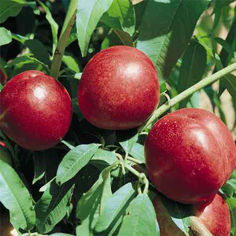 Prunus persica Silver Gem - Nectarine Peach Tree (Harvest)