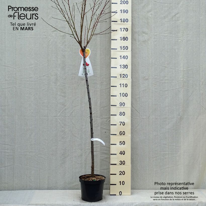 Prunus Flateryna - Flat-fruited nectarine tree 7.5L/10L pot, Half standardShipped height around 200/220cm sample as delivered in spring