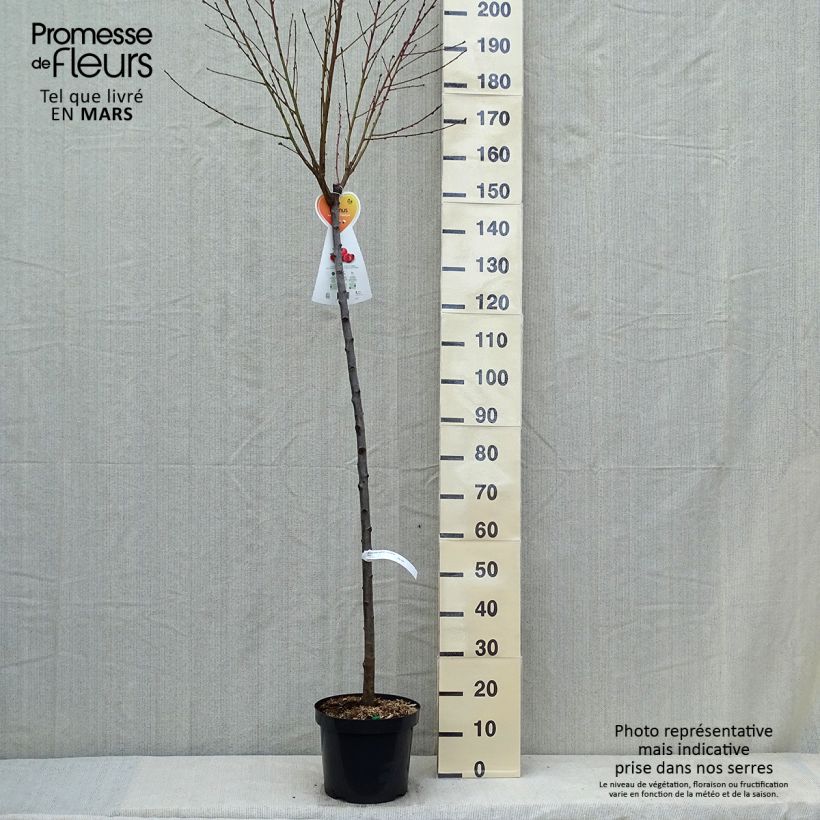 Prunus Flateryna - Flat-fruited nectarine tree sample as delivered in spring