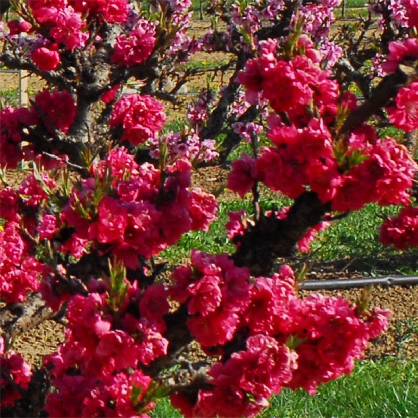 Prunus persica Garden Beauty - Dwarf Nectarine Tree (Flowering)