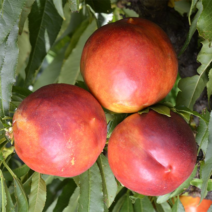 Prunus persica Garden Beauty - Dwarf Nectarine Tree (Harvest)