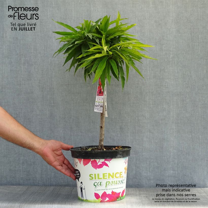 Prunus persica Garden Beauty - Dwarf Nectarine Tree 6L/7L pot, Dwarf sample as delivered in summer