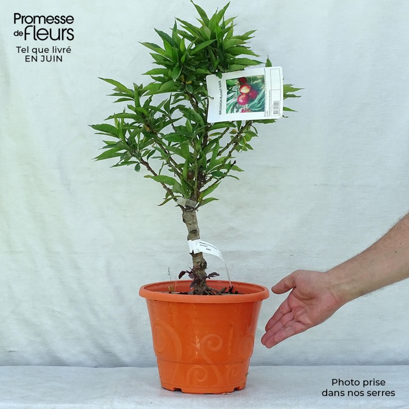 Prunus persica Rubis Necta Zee - Dwarf Nectarine Tree 7.5L/10L pot, Dwarf sample as delivered in summer