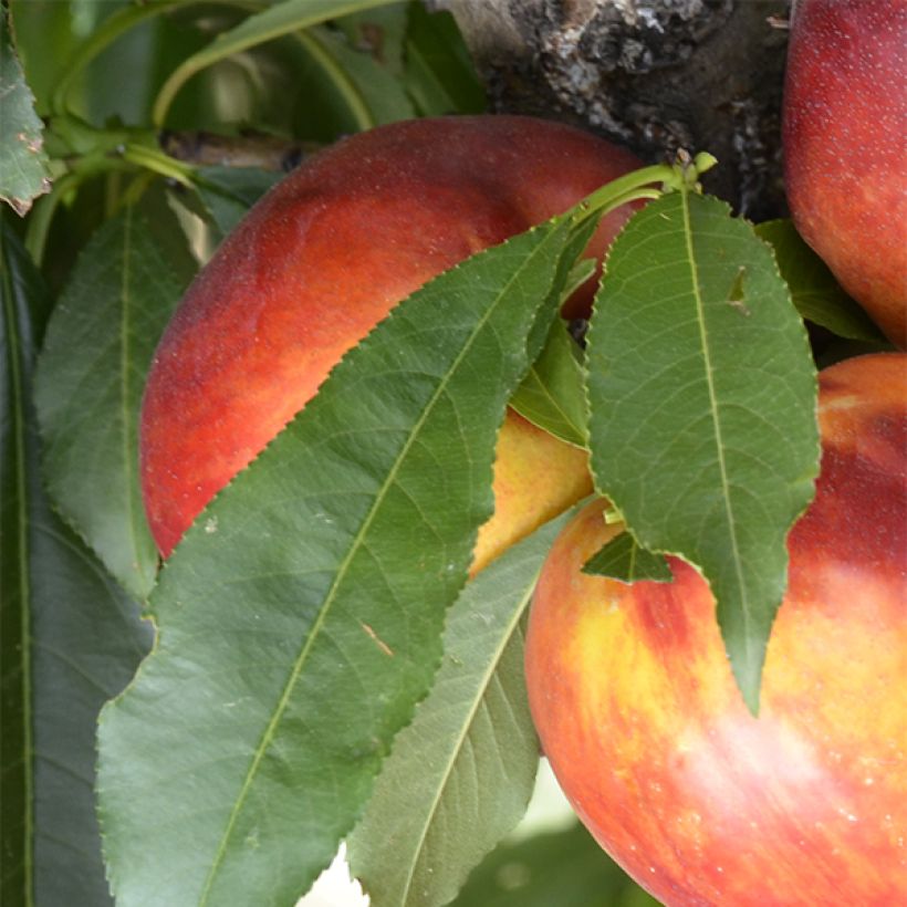 Prunus persica Rubis Necta Zee - Dwarf Nectarine Tree (Foliage)