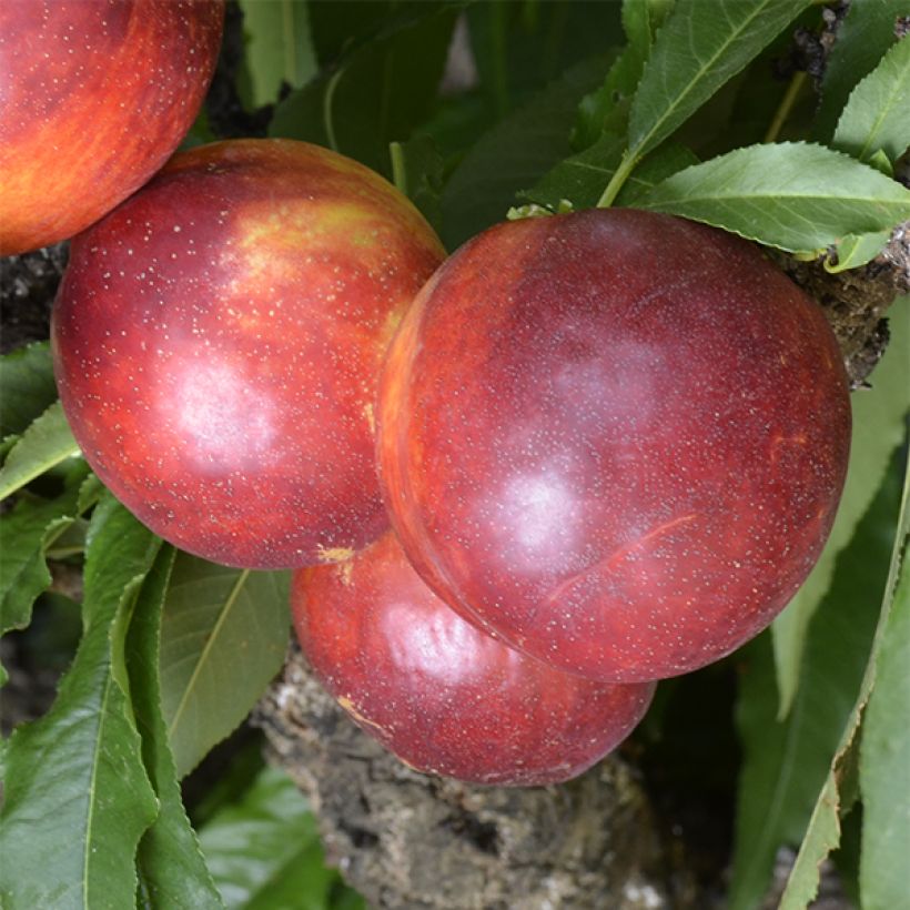 Prunus persica Rubis Necta Zee - Dwarf Nectarine Tree (Harvest)