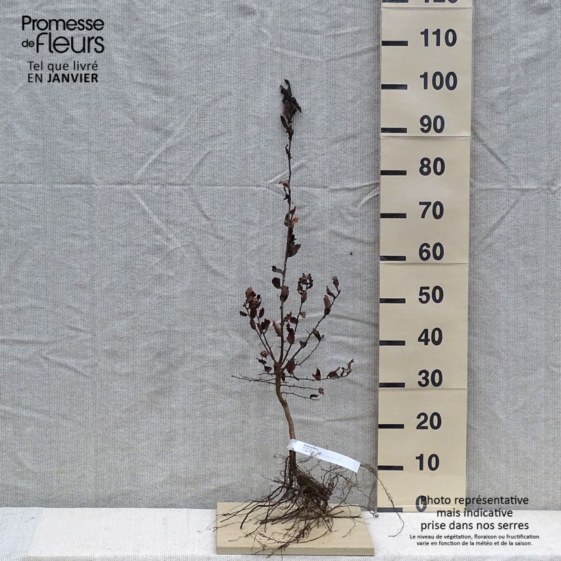 Mespilus germanica - Common Medlar Bare root sample as delivered in winter