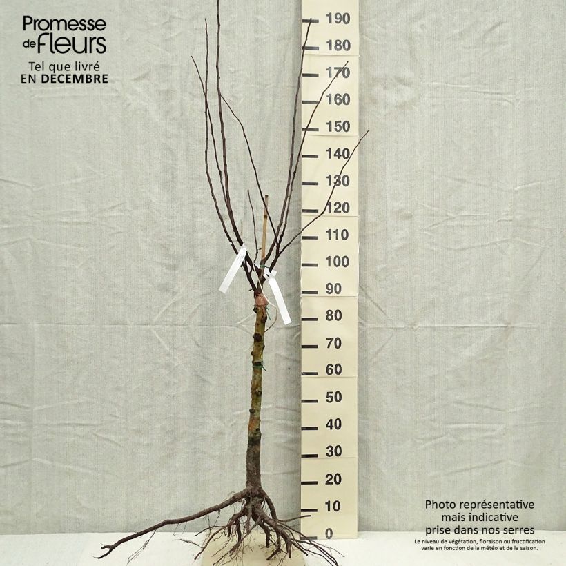 Mespilus germanica - Common Medlar Bare root sample as delivered in winter