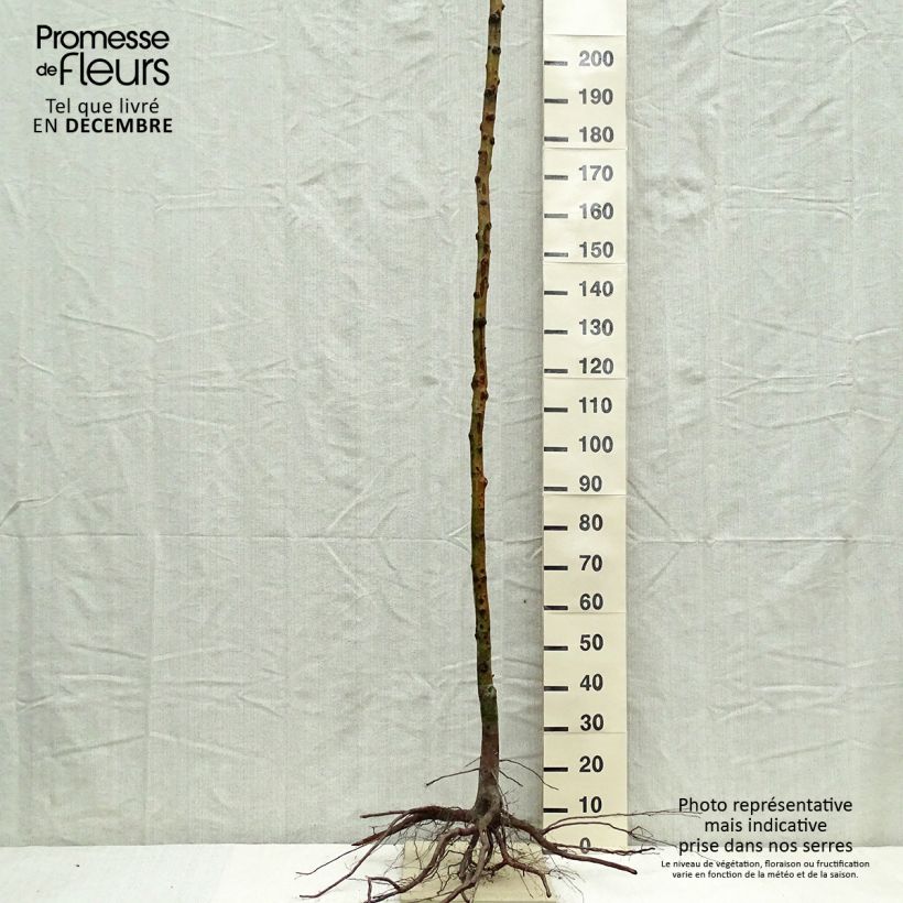 Mespilus germanica - Common Medlar Bare root sample as delivered in winter