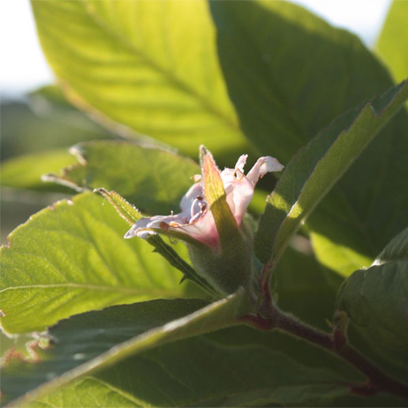 Mespilus germanica Westerveld - Common Medlar (Flowering)