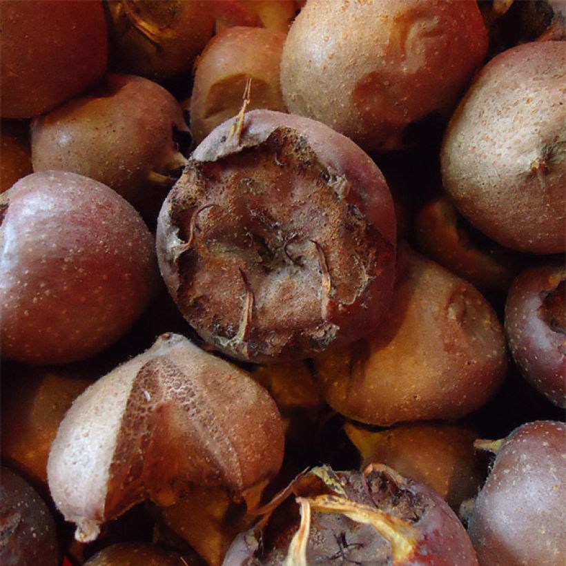 Mespilus germanica Westerveld - Common Medlar (Harvest)