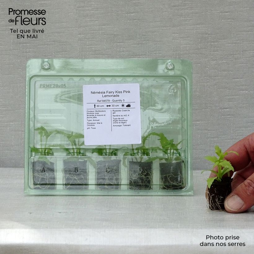 Nemesia Pink Lemonade Plug plant 1.5/2.5 cm sample as delivered in spring