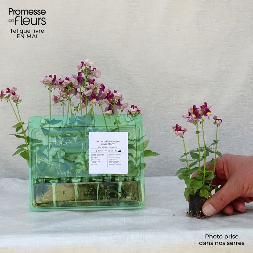 Nemesia Fairy Kisses Boysenberry Plug plant 1.5/2.5 cm sample as delivered in spring
