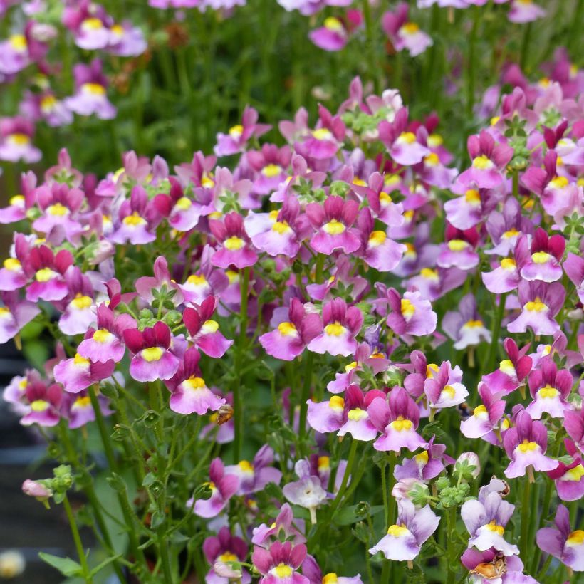 Nemesia Fairy Kisses Boysenberry (Flowering)