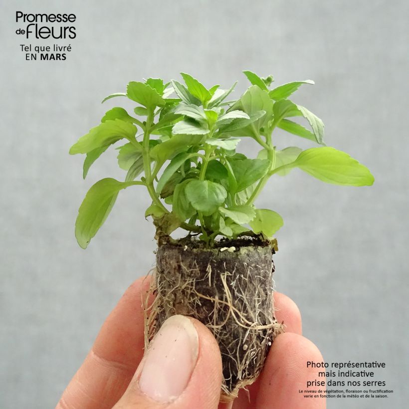 Nemesia Fairy Kisses Citrine Plug plant 3/4cm sample as delivered in spring