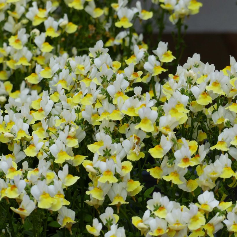 Nemesia Fairy Kisses Citrine (Flowering)