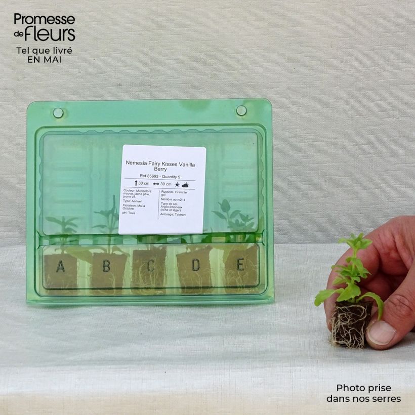 Nemesia Fairy Kisses Vanilla Berry Plug plant 1.5/2.5 cm sample as delivered in spring