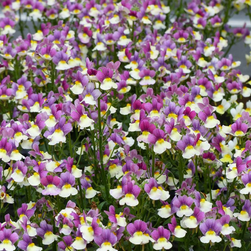 Nemesia Fairy Kisses Vanilla Berry (Flowering)