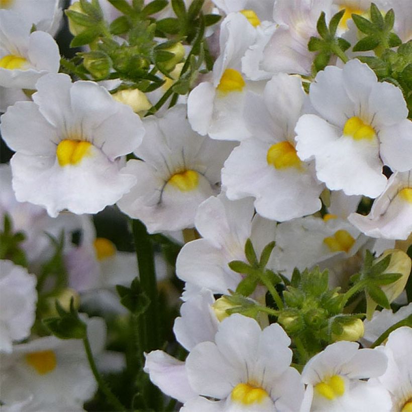 Nemesia Karoo White (Flowering)