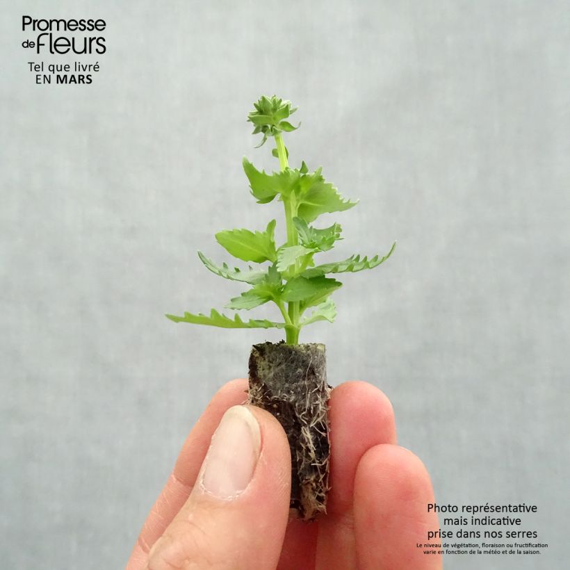 Nemesia hybrida Nesia Burgundy Plug plant 1.5/2.5 cm sample as delivered in spring