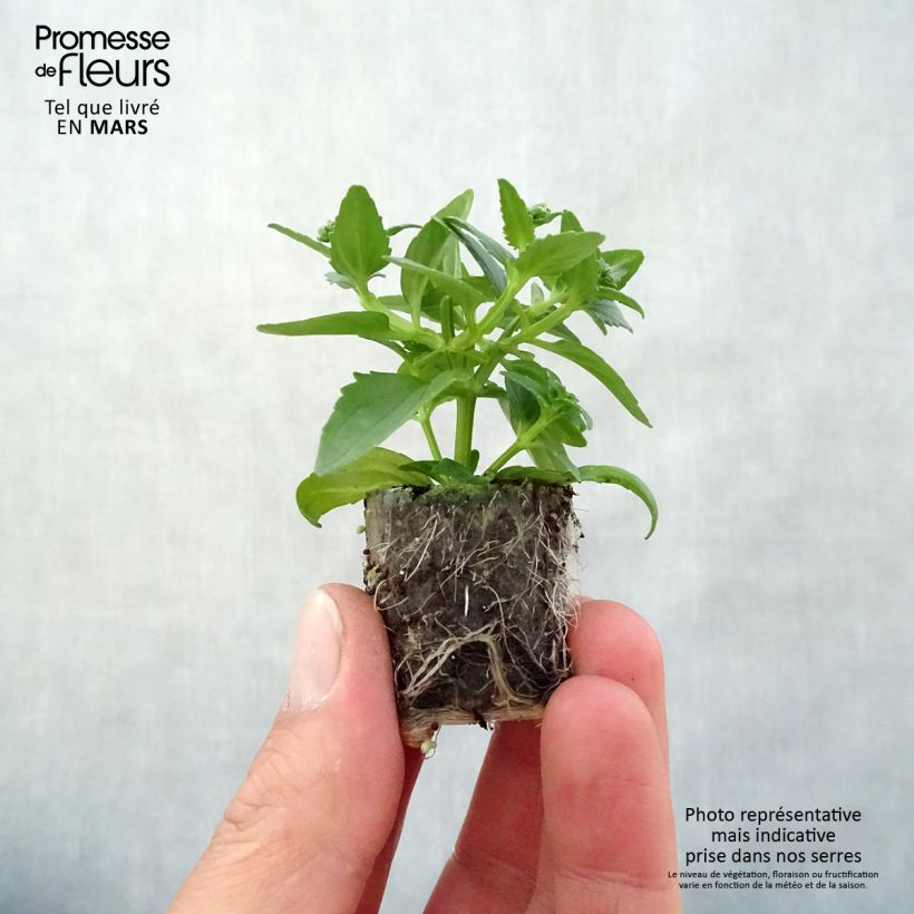 Nemesia Sunpeddle Painted Rose Plug plant 3/4cm sample as delivered in spring