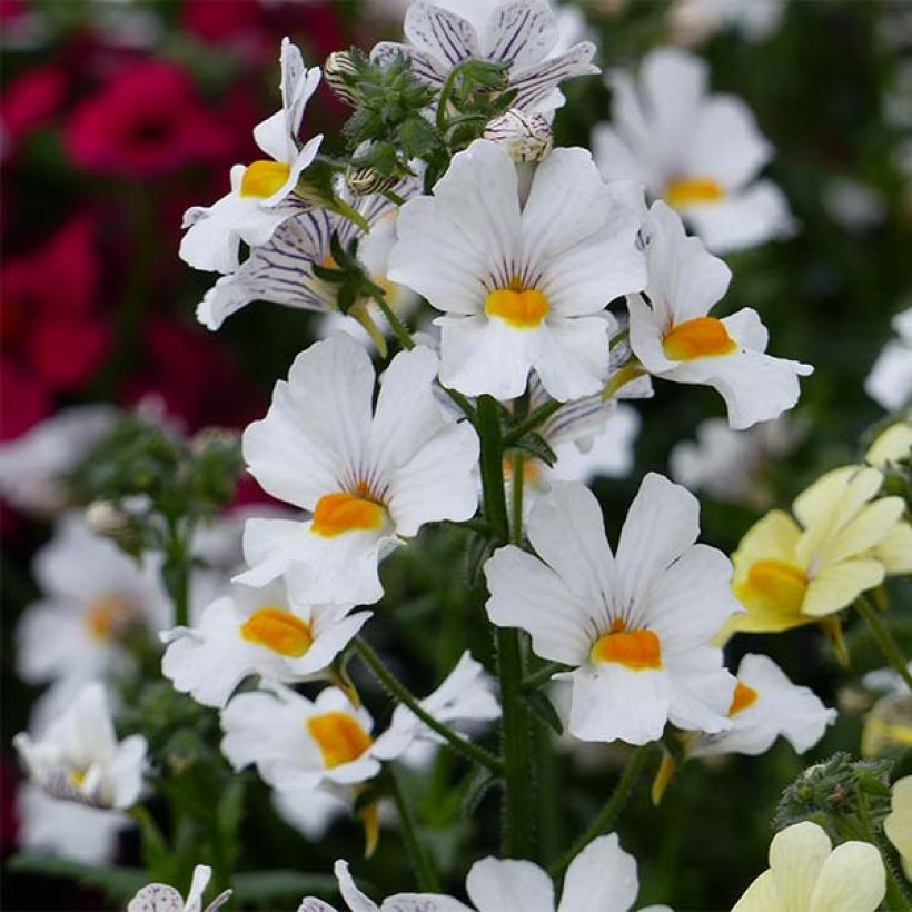 Nemesia strumosa Sunsatia Anona ('Innemsunan') (Flowering)