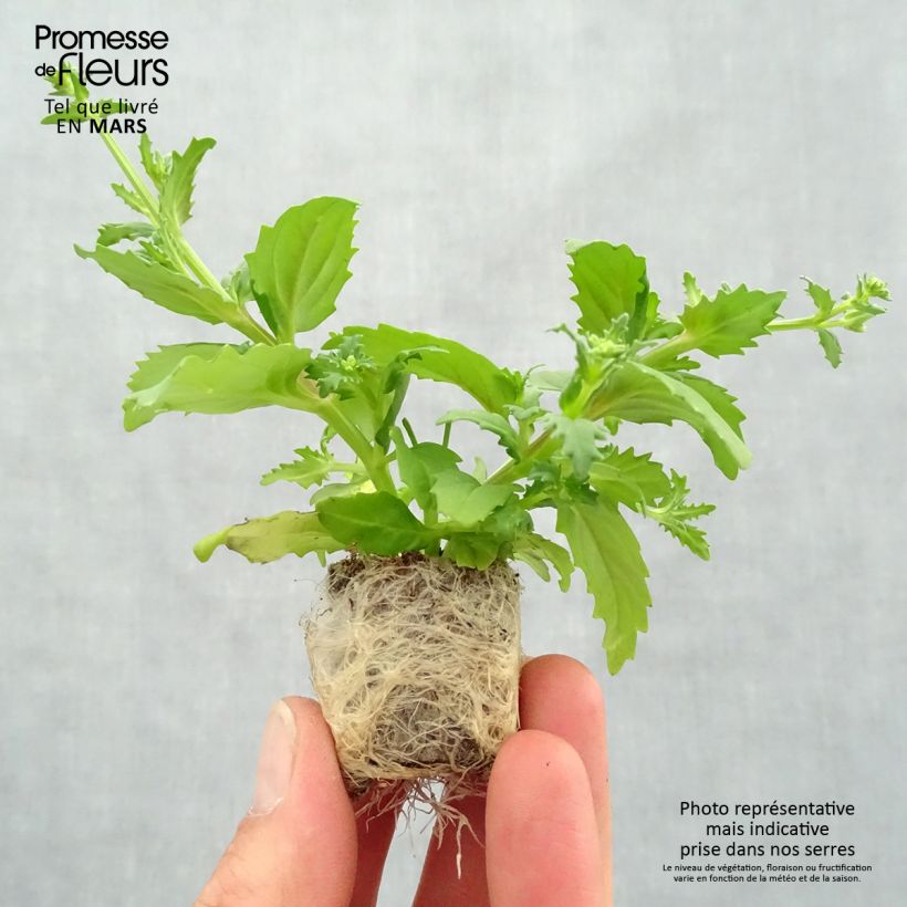 Nemesia strumosa Sunsatia Cherry On Ice Plug plant 3/4cm sample as delivered in spring