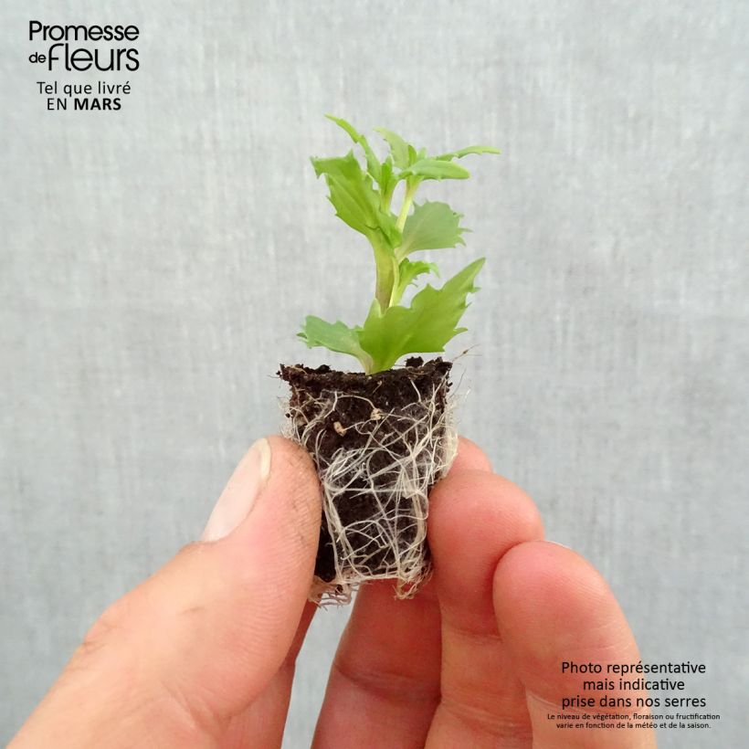Nemesia strumosa Sunsatia Anona ('Innemsunan') Plug plant 1.5/2.5 cm sample as delivered in spring