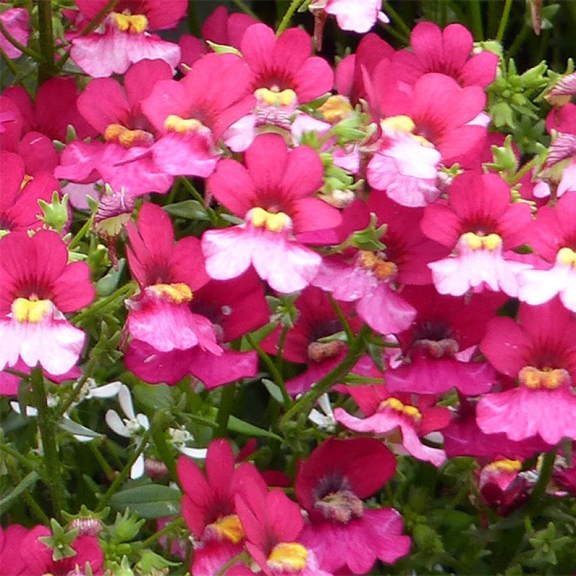 Nemesia strumosa Sunsatia Plus Berry Delight (Flowering)