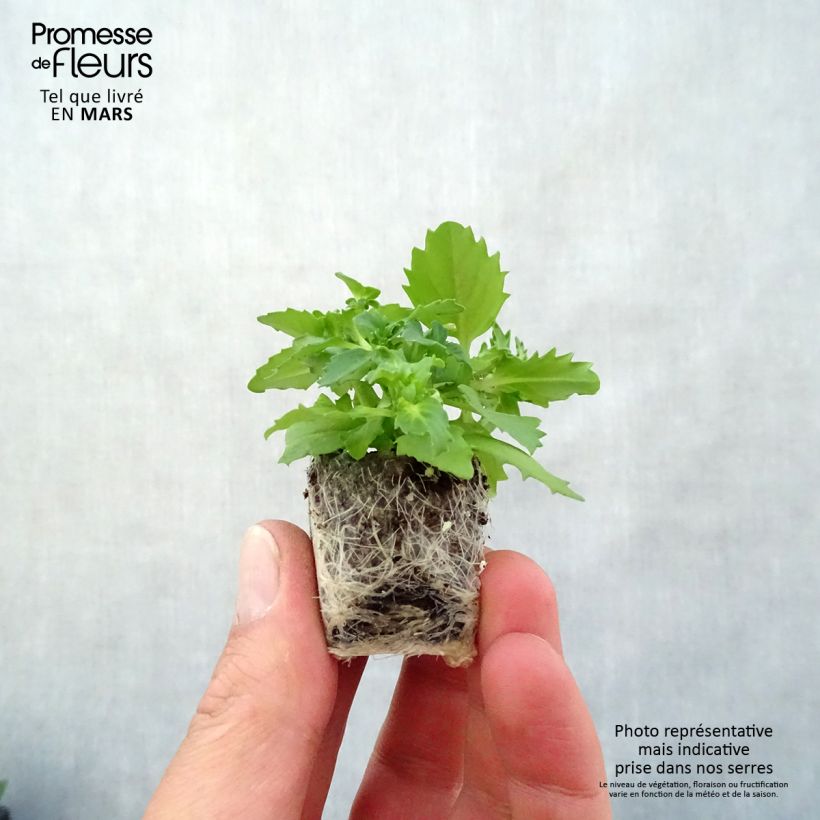 Nemesia strumosa Sunsatia Plus Berry Delight Plug plant 3/4cm sample as delivered in spring