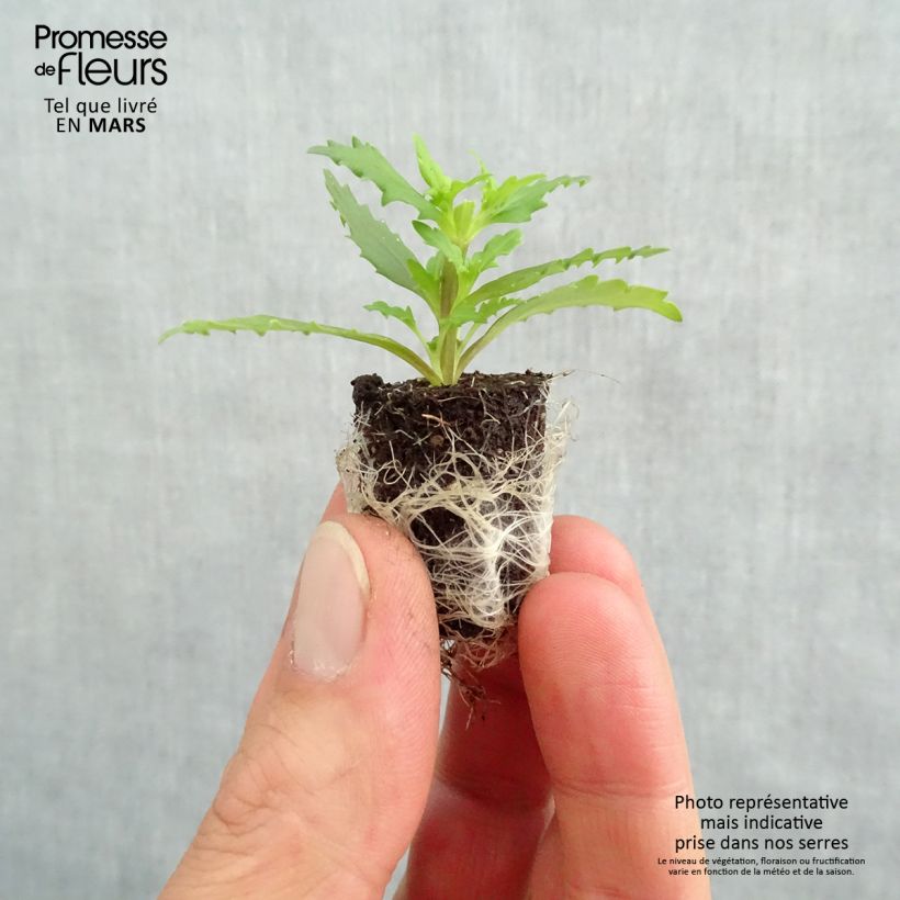 Nemesia strumosa Sunsatia Plus Little Vanilla Plug plant 1.5/2.5 cm sample as delivered in spring