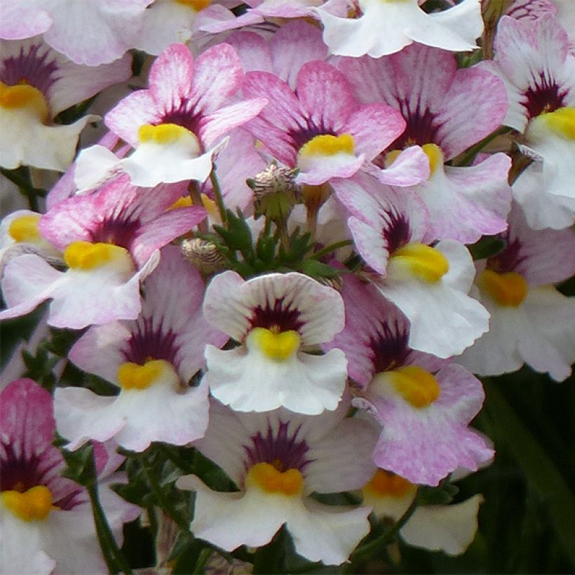 Nemesia strumosa Sunsatia Plus Lychee (Flowering)