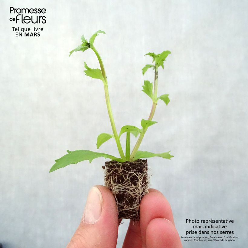 Nemesia strumosa Sunsatia Plus Lychee Plug plant 3/4cm sample as delivered in spring