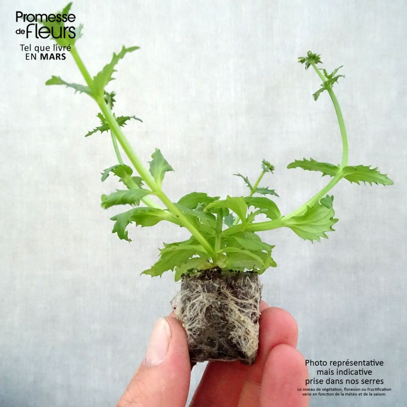 Nemesia strumosa Sunsatia Plus Pomelo Plug plant 3/4cm sample as delivered in spring
