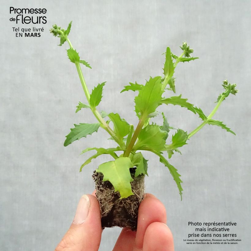 Nemesia strumosa Sunsatia Plus Strawberry Plug plant 3/4cm sample as delivered in spring