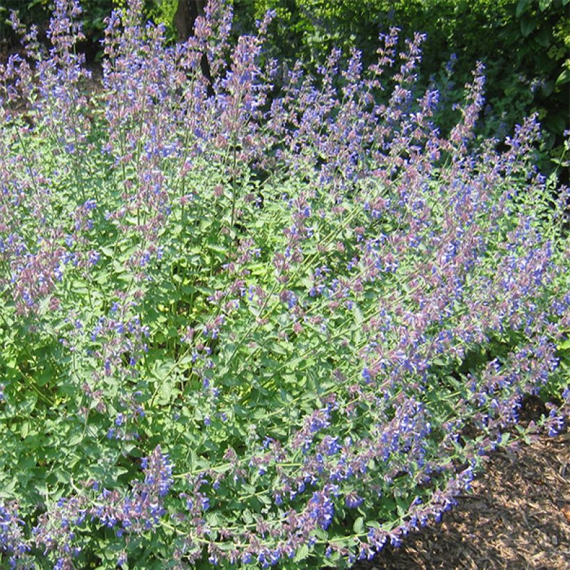 Nepeta Blue Dragon (Flowering)