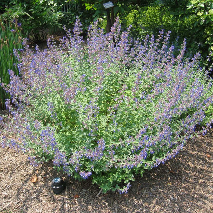 Nepeta Blue Dragon (Plant habit)