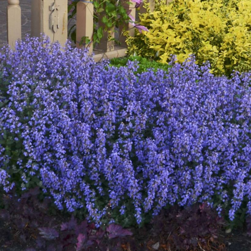 Nepeta faassenii Cats Pajamas - Catnip (Plant habit)