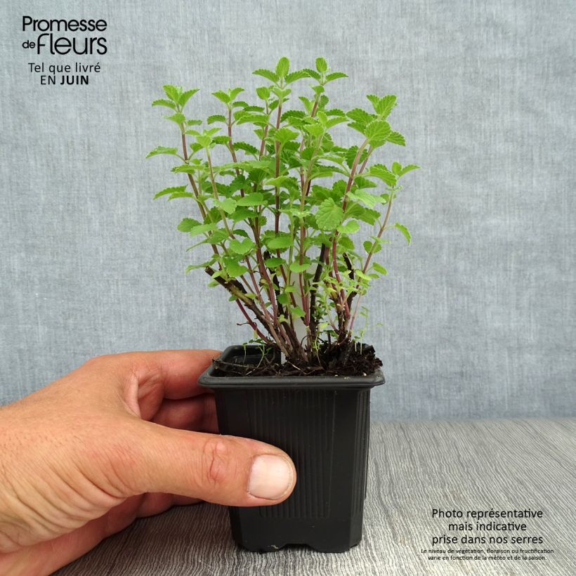 Nepeta faassenii Purrsian Blue - Catnip 8/9 cm pot sample as delivered in summer