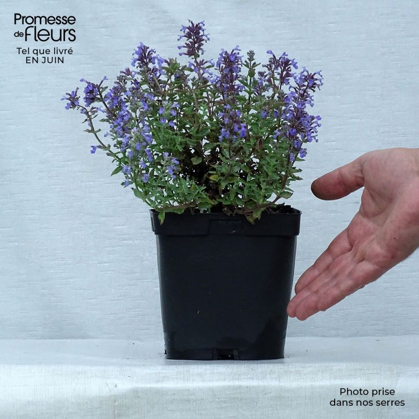 Nepeta faassenii Purrsian Blue - Catnip 2L/3L pot sample as delivered in summer