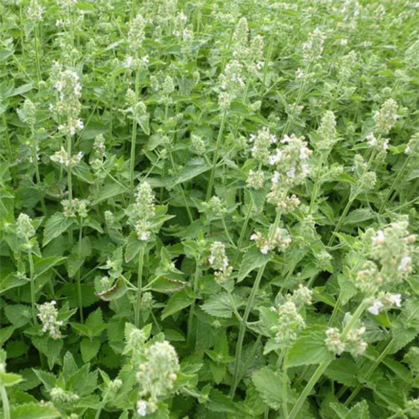 Nepeta cataria Citriodora (Flowering)