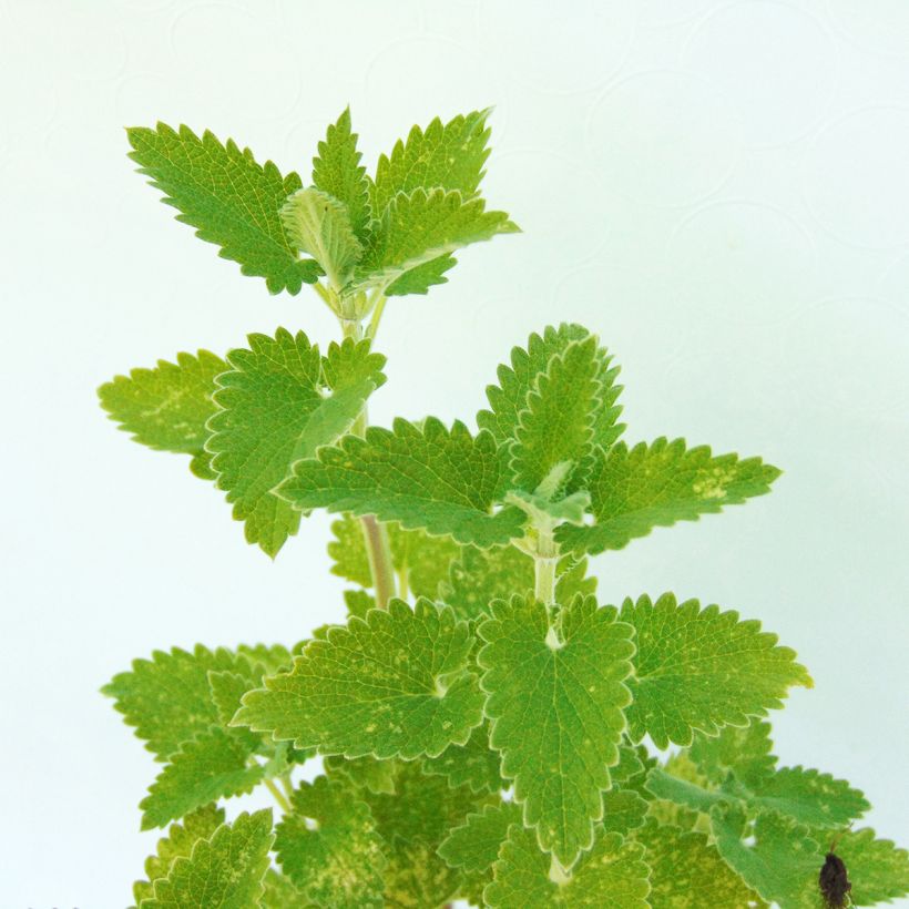 Nepeta cataria Citriodora (Foliage)