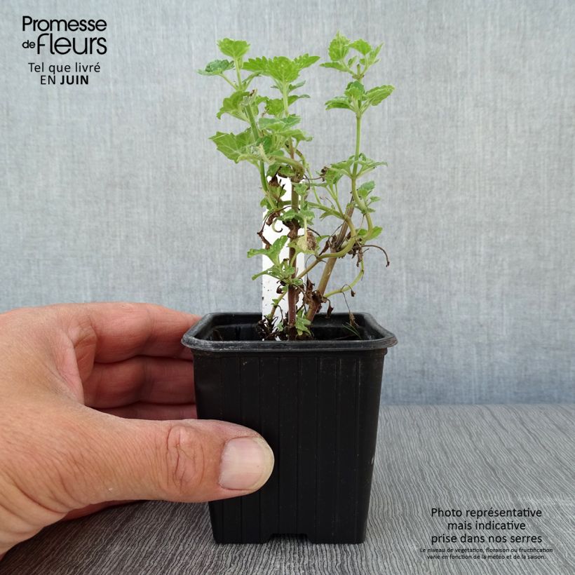 Nepeta cataria Citriodora 8/9 cm pot sample as delivered in summer